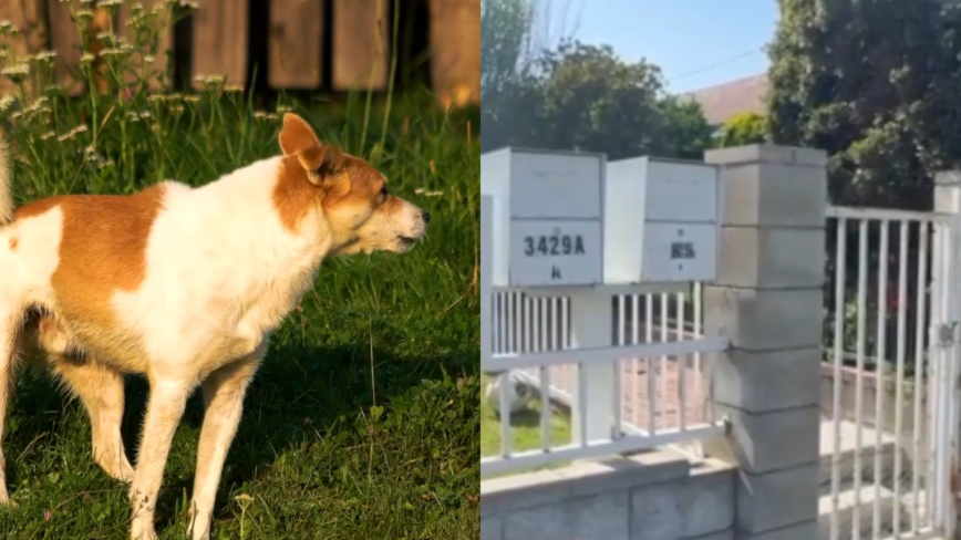 休斯顿邮递员被狗伤次数全美第二
