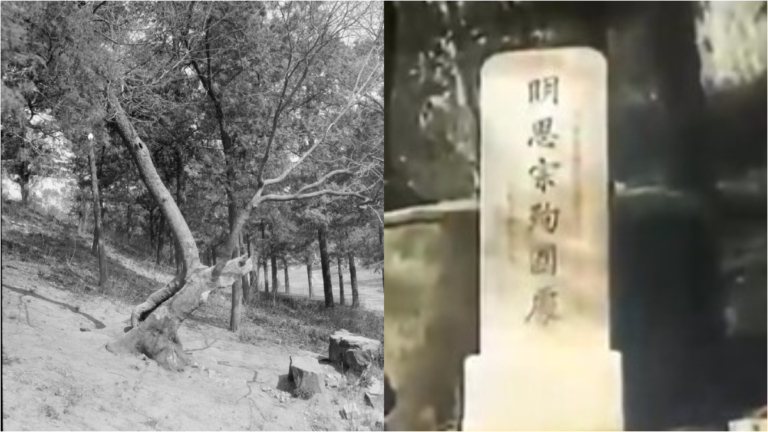 網文：崇禎皇帝上吊的歪脖子樹 如今怎麼樣了？