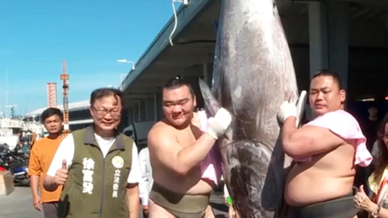 日本相撲力士遊屏東 挑戰扛黑鮪魚試煉