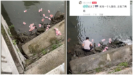 深圳男将大量百元钞票扔河里 据传上百万（视频）
