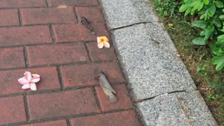 廣東公園驚現「會走路的魚」 引發熱議（視頻）