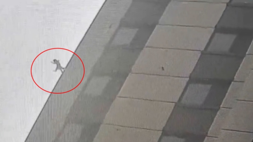 猫咪16楼坠地毫发无损 主人：这个姿势救一命（视频）