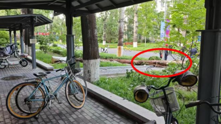 飛來橫禍！北京女教授被清華大學路樹砸身亡