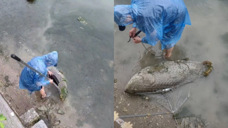 廈門男釣上72斤石斑魚 當場3千賣出（視頻）
