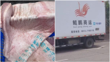 四川小学给学生吃疑似瘟猪肉 供应商是国企（视频）