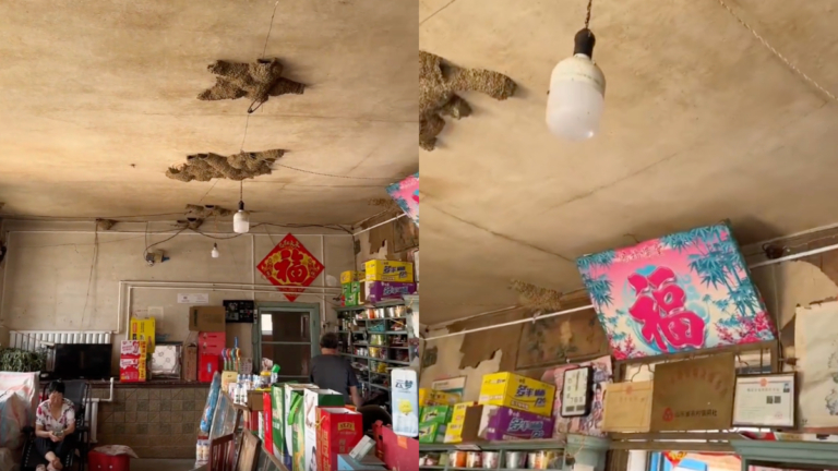 好風水！山東一小店42窩燕子築巢（視頻）