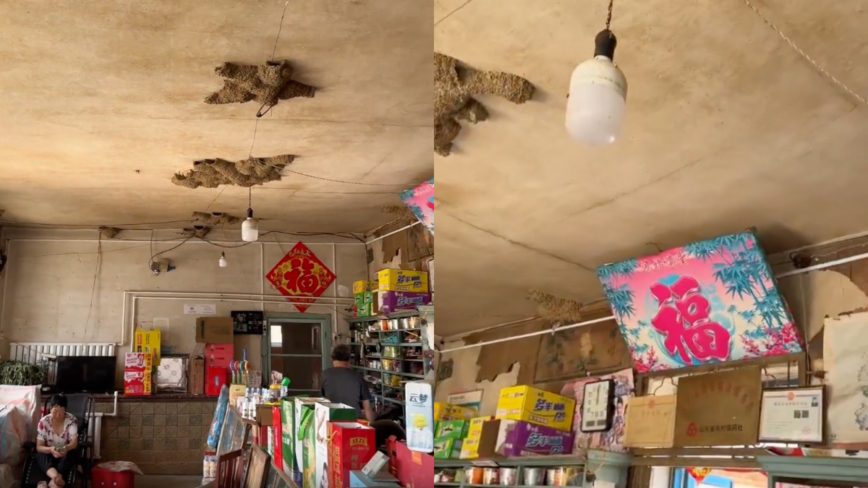 好风水！山东一小店42窝燕子筑巢（视频）