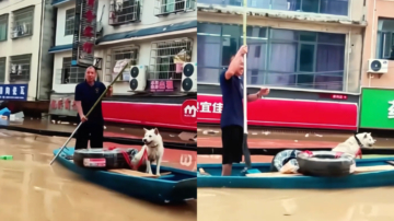 贵州大洪水 白狗拒绝救援 苦等主人（视频）