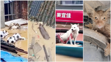 榕江洪水中的小动物 猫妈叼幼崽自救感动网友（视频）