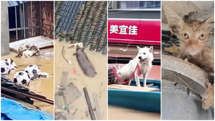 榕江洪水中的小动物 猫妈叼幼崽自救感动网友（视频）