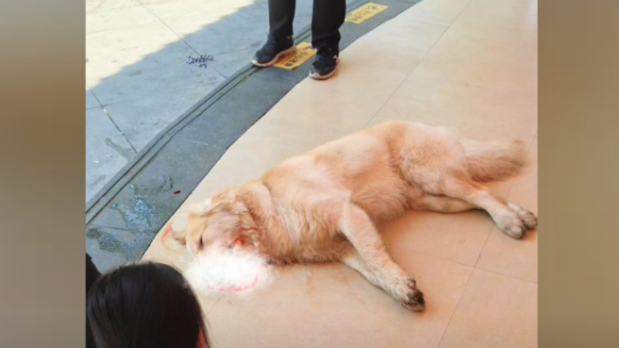 金毛犬从家中出走 在餐馆惨遭打死