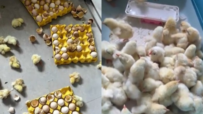 山東女離家兩天 活珠子孵出小雞：滿屋都是雞（視頻）