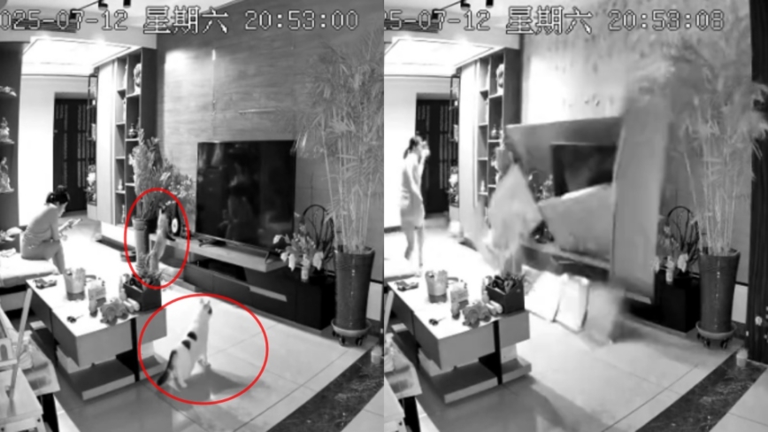 两只猫突然预警急速逃走 主人惊险躲过一劫（视频）