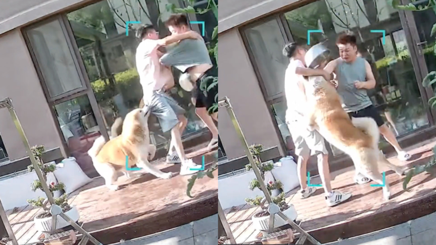 男子拿小狗喝水盆浇花 小狗发火怒撕（视频）