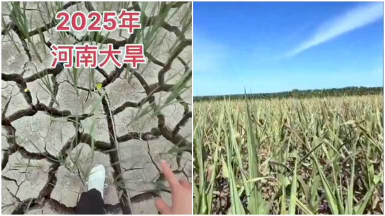 河南高溫飆破44℃ 養殖戶大鵝熱死水塘
