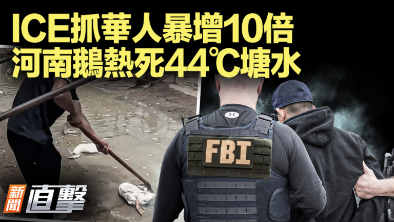 【新聞直擊】ICE抓華人暴增10倍 河南鵝热死44℃塘水