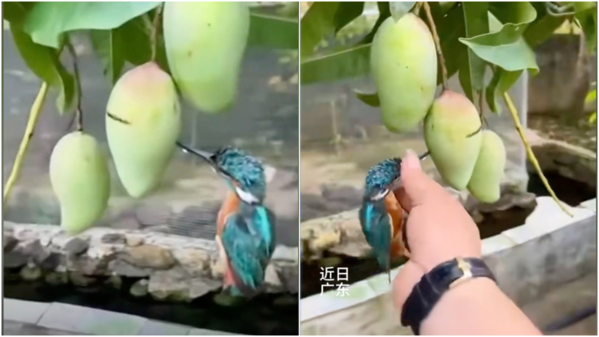 翠鸟嘴插芒果里“无法自拔”？中共党媒发摆拍视频惹议