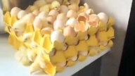 大陆多热？买鸡蛋放厨房 孵出许多小鸡（视频）