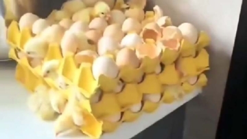 大陆多热？买鸡蛋放厨房 孵出许多小鸡（视频）