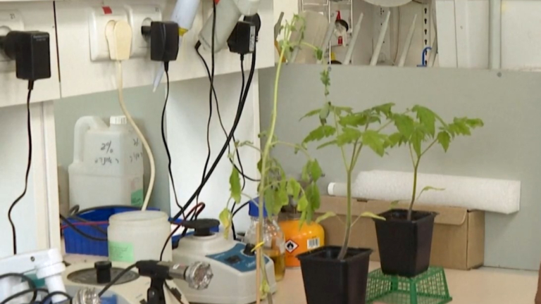 以色列研究揭：植物會說話 昆蟲能聽懂