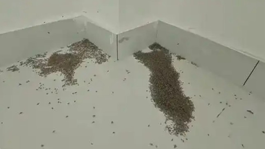中国多地高温 河南大量蚊子被热死
