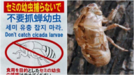 中國人狂抓蟬蛹吃到海外 日本無奈貼中文禁抓公告