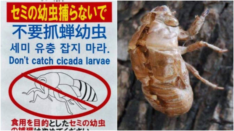 中國人狂抓蟬蛹吃到海外 日本無奈貼中文禁抓公告