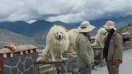 給狗套圍脖裝「藏獒」 西藏景區引熱議（視頻）