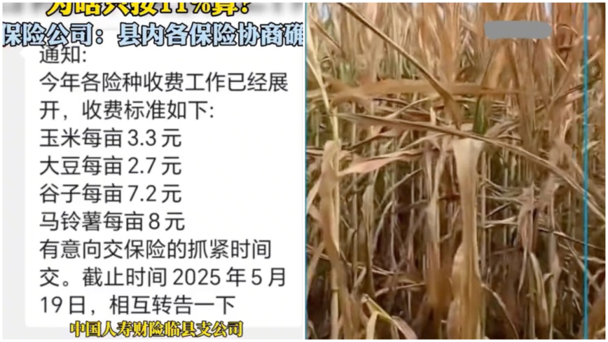 山西农民买“玉米险” 灾后理赔只算11%受灾面积