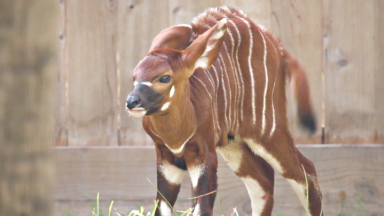 休斯頓動物園迎來新生非洲東部紫羚幼崽