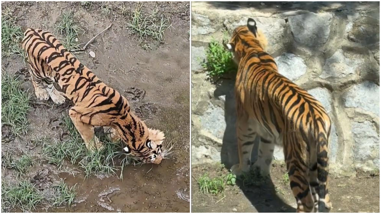 北京動物園老虎瘦到皮包骨 啃食野草（視頻）