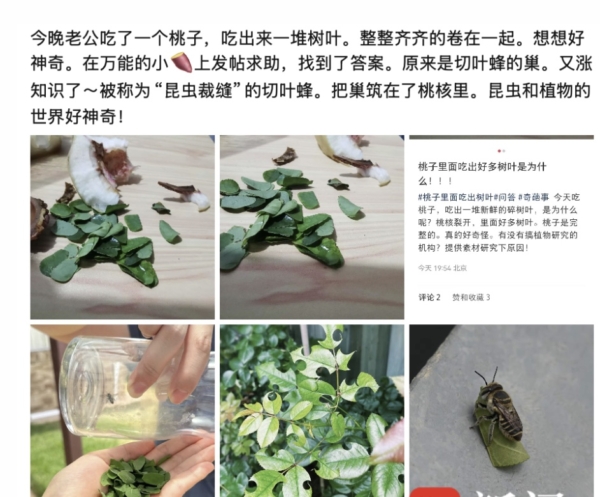 桃核藏葉？桃子被咬開裡面出現一堆新鮮樹葉（視頻）