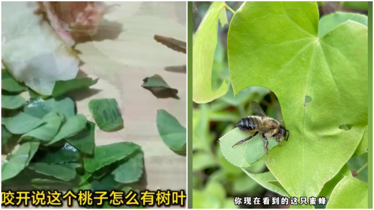 桃核藏葉？桃子被咬開裡面出現一堆新鮮樹葉（視頻）