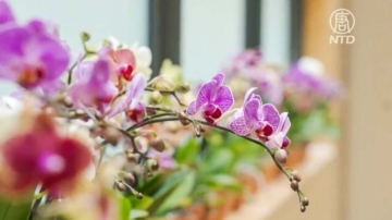 以花會友 「台灣蘭花展」紐約王后區植物園登場