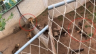 山東動物園老虎翻欄暴打「同事」影片熱傳（視頻）