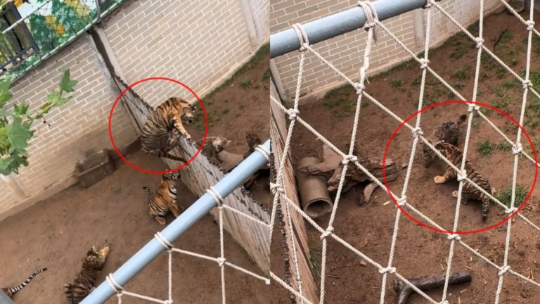 山東動物園老虎翻欄暴打「同事」影片熱傳（視頻）