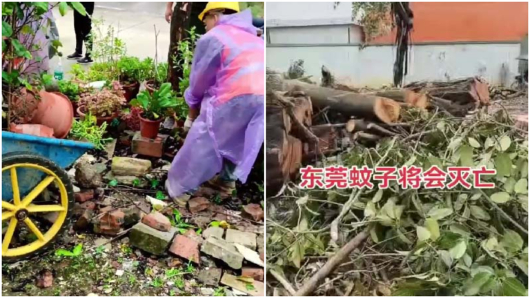 廣東滅蚊 搶走居民盆栽 鏟掉路樹（視頻）