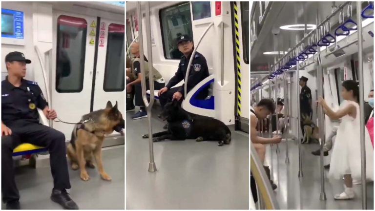 風聲鶴唳 北京地鐵一節車廂臥著三頭警犬（視頻）