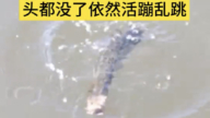 威海惊现“无头鱼” 没了头仍活蹦乱跳（视频）