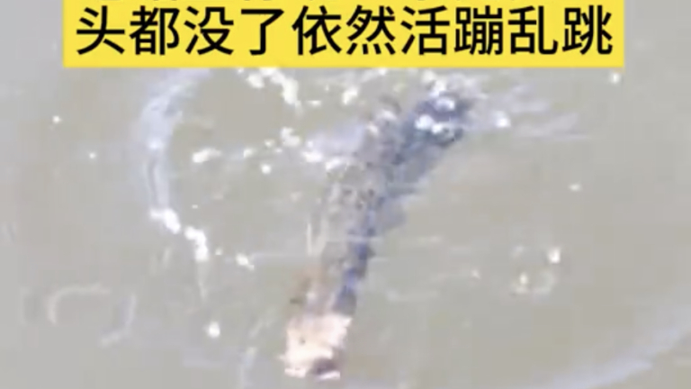 威海驚現「無頭魚」 沒了頭仍活蹦亂跳（視頻）