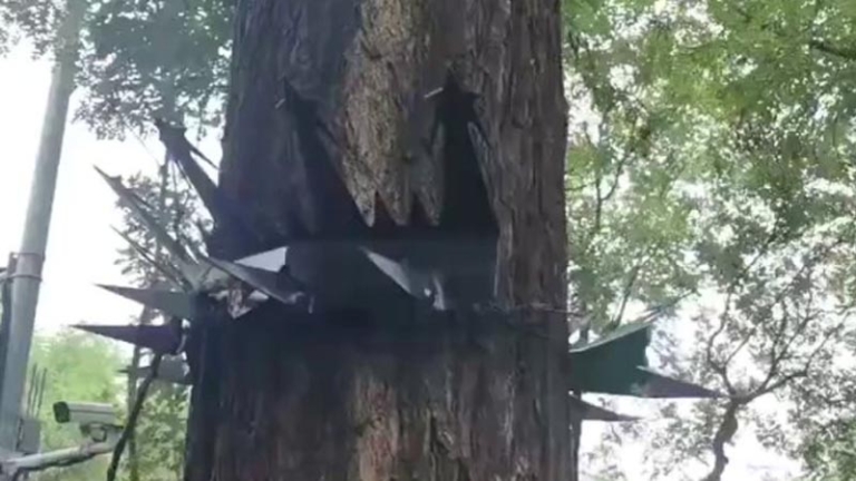 防狙擊手？ 北京公園棵棵大樹綁倒刺（視頻）