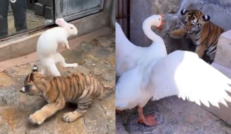 臨沂動物園虎崽被兔子大鵝欺壓 網友不淡定了