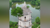 湖北明代古塔現奇景 塔頂長出129年老樹