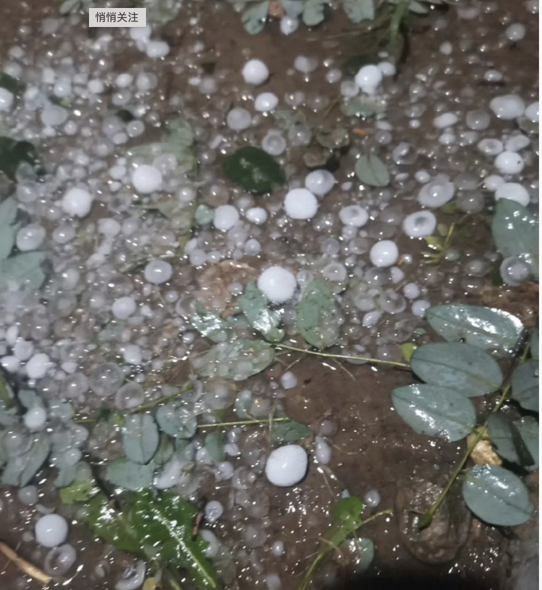 北京再現狂風暴雨 電閃雷鳴 多區下冰雹（視頻）