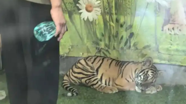 山東動物園幼虎遭打頭噴水「強迫營業」網絡炸鍋