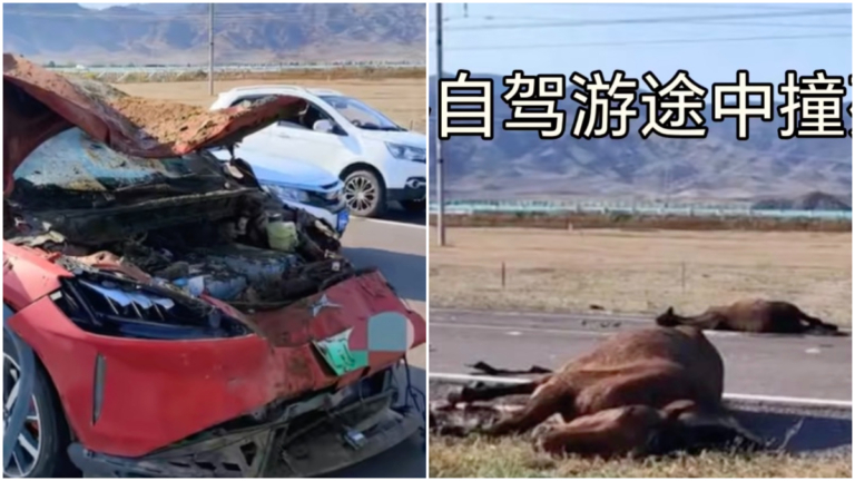 新疆電動車狂飆撞死6匹馬 智駕功能再受質疑