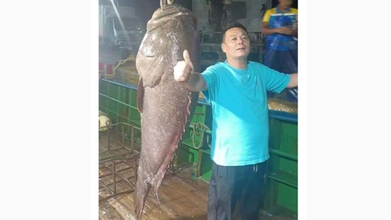 福建漁民捕獲1.8米巨型石斑魚：起初以為是水桶