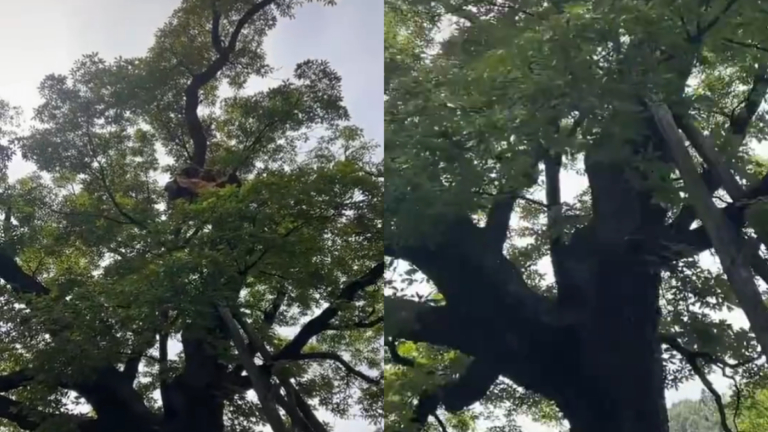 不祥之兆？北京潭柘寺千年古樹突然斷裂引聯想（視頻）