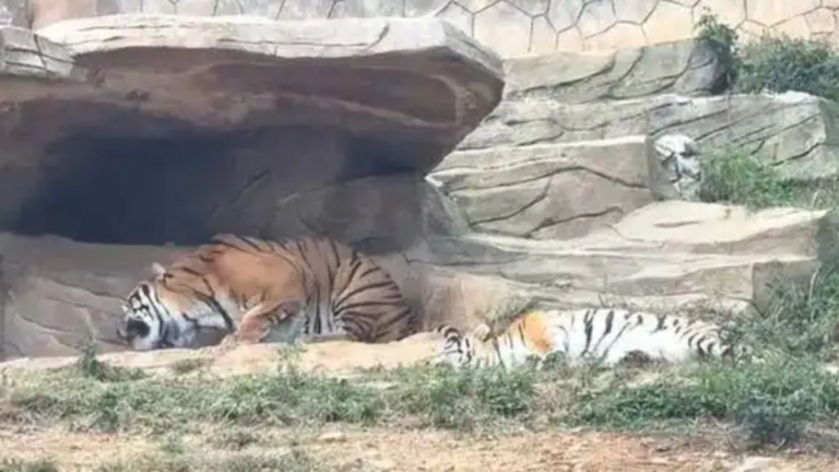 雲南動物園母老虎吞食幼崽 嚇壞遊客（慎入）
