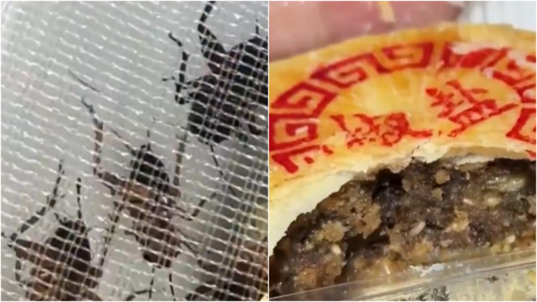 中國驚現蟋蟀月餅 網民：食品接地氣，不要接地府
